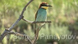 Video of European Bee-eater - European Bee-eater in nest period in Bulgaria